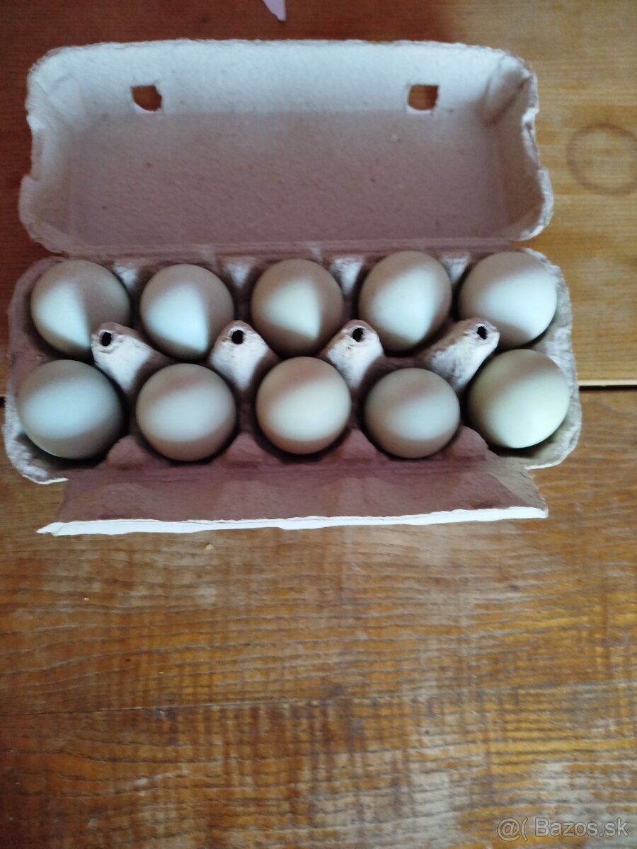 Araucana
