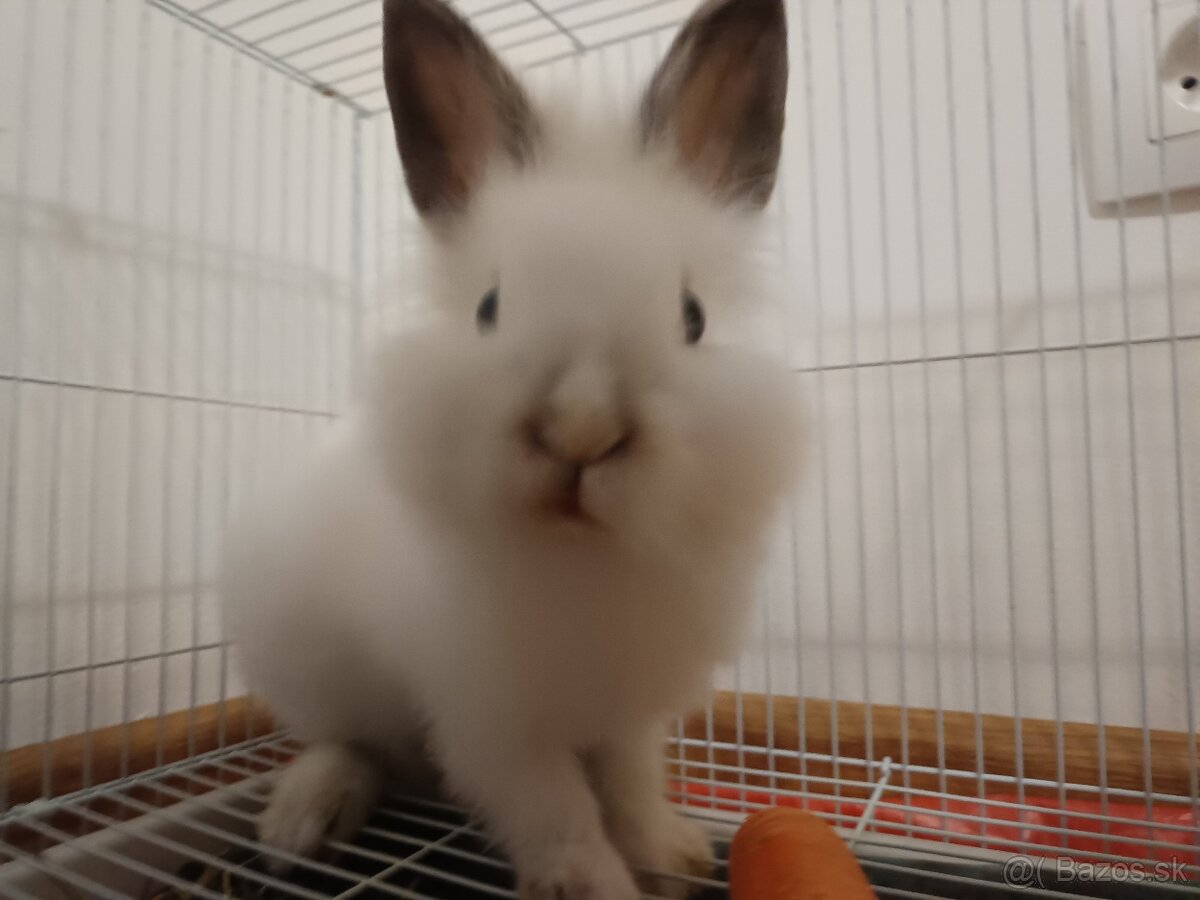 Trpaslíci kralik