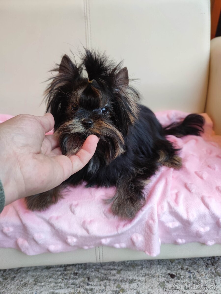 Yorkshire terrier