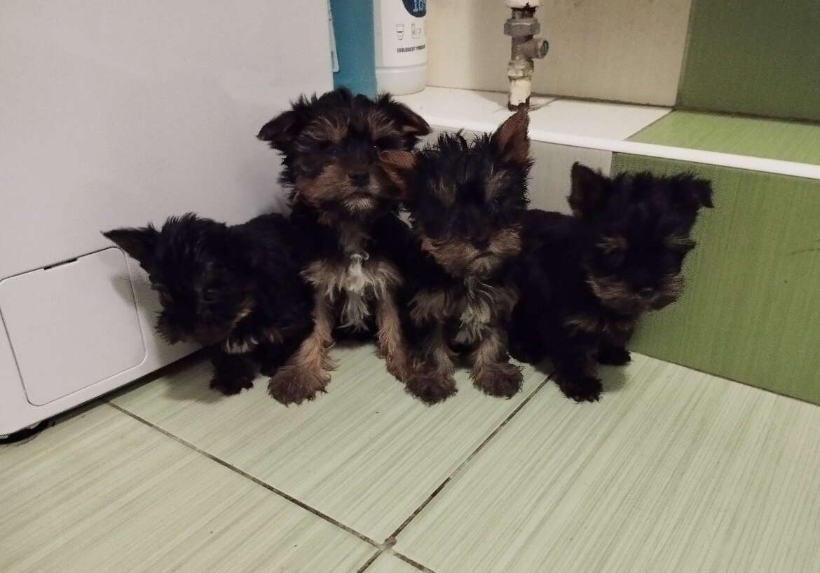 Yorkshire terrier s PP