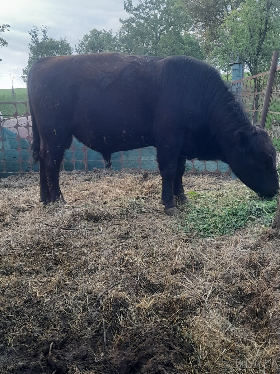 Angus
