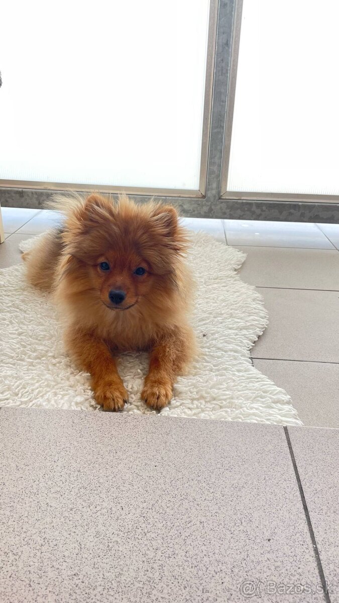 Pomeranian