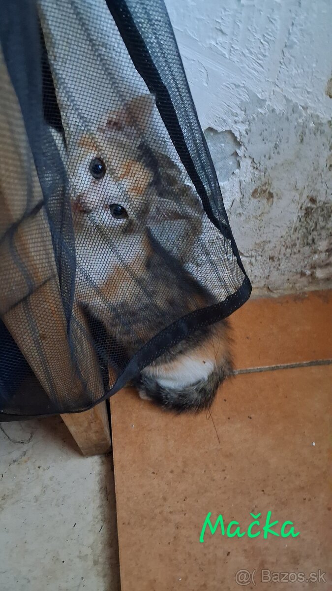 Darujem mačiatka a kocurika
