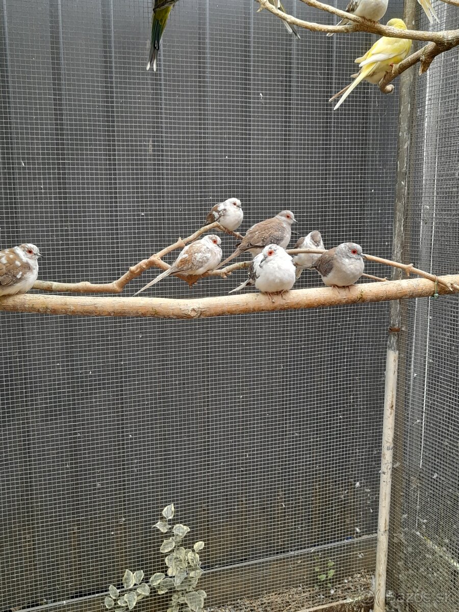 Predám búdky a holubky diamantove.