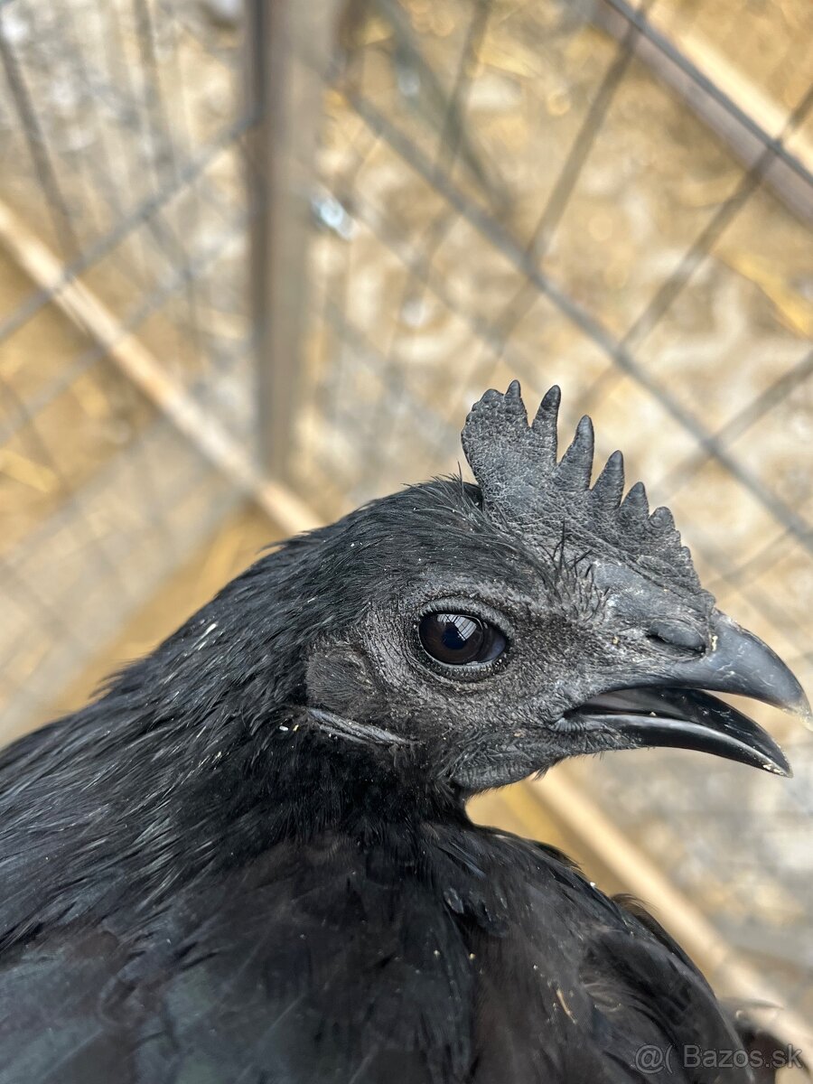 Kohúty Ayam cemani