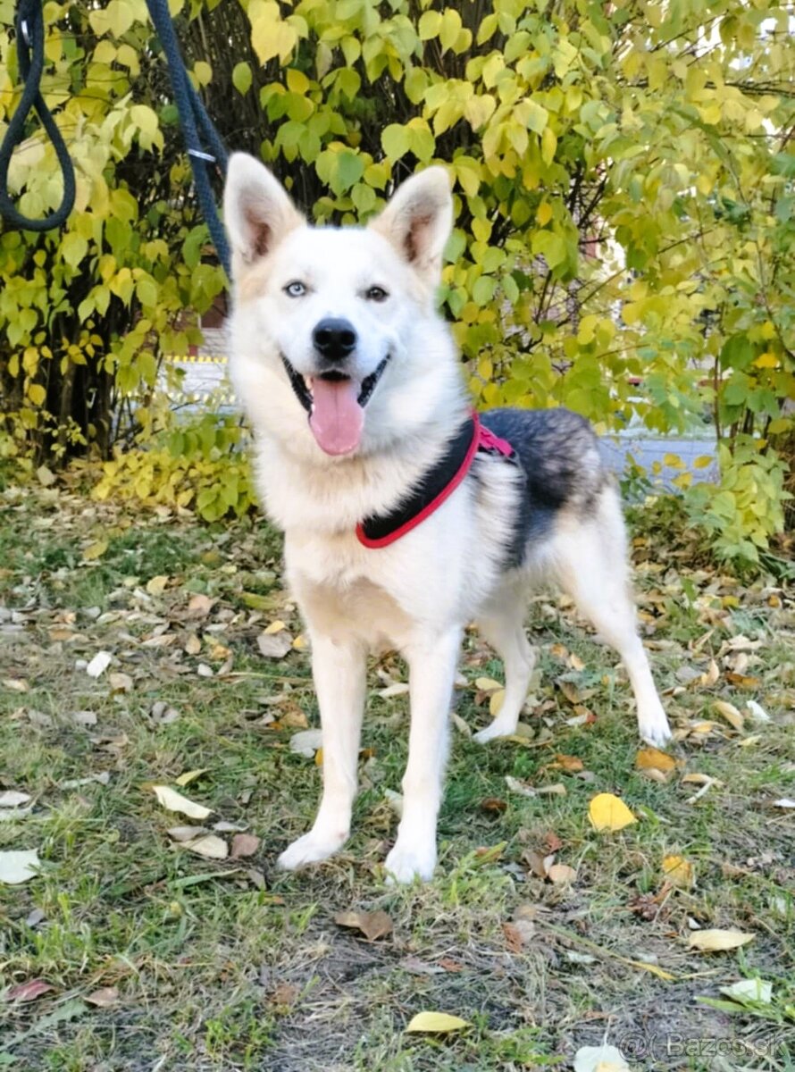 Darujem super spoločníka Axela - mix sibírsky husky