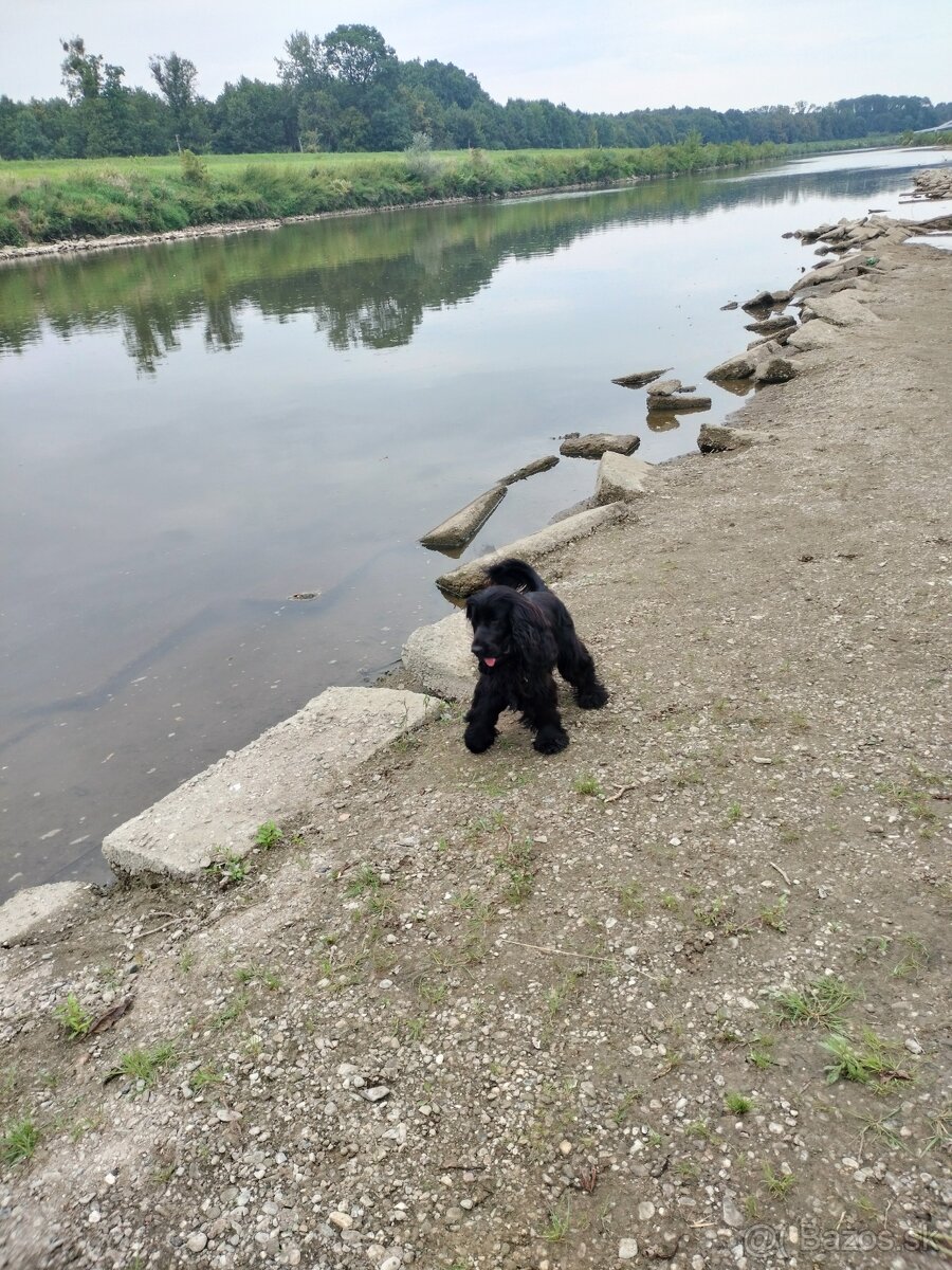 Ponúkam na krytie anklicky kokeršpaniel