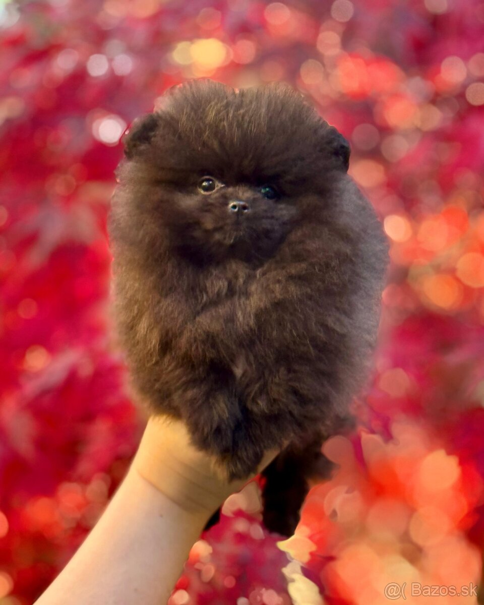 Pomeranian