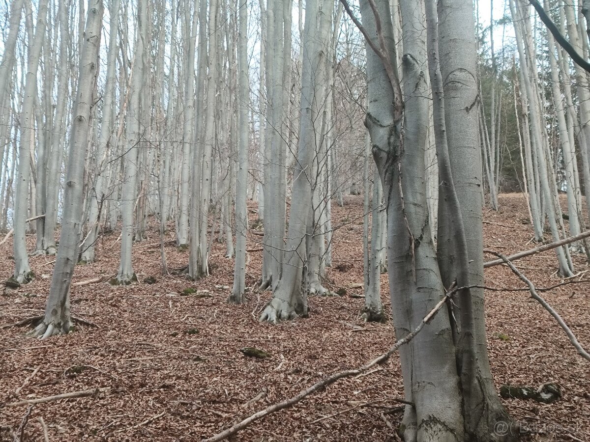 EXKLUZÍVNA INVESTÍCIA S OKAMŽITOU HODNOTOU: Pozemky s 85-roč