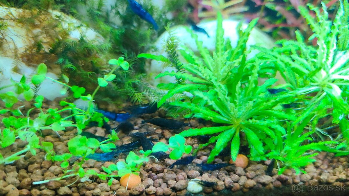 Krevety Neocaridina davidi