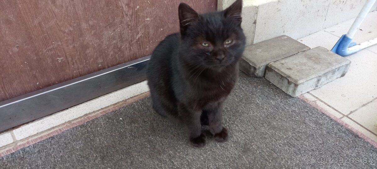 Darujem mladú mačku