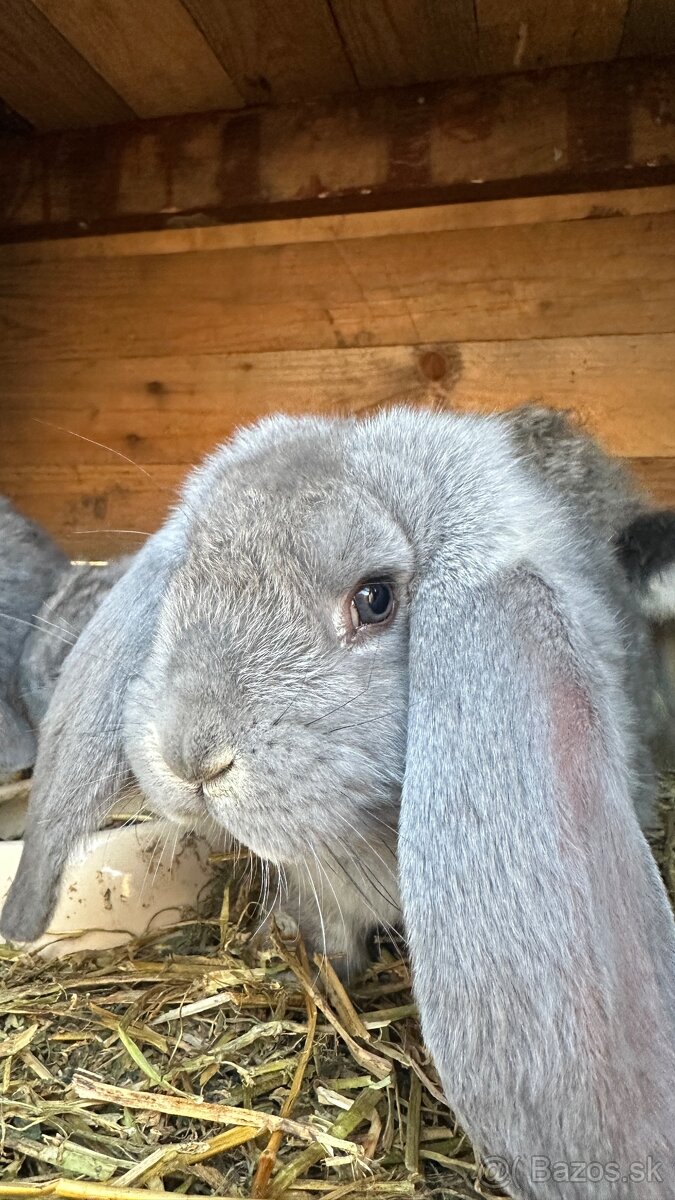 Králiky ( francúzsky baran )