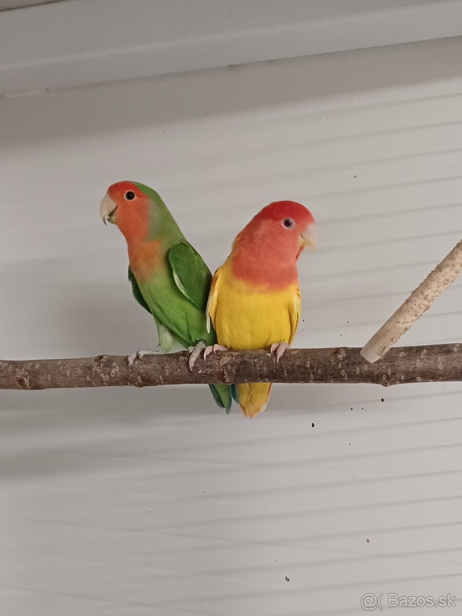 Agapornis ružovohrdly