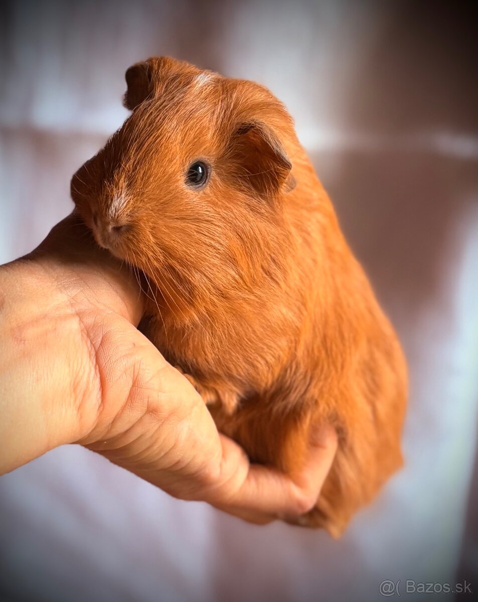 Samček sheltie morské prasiatko