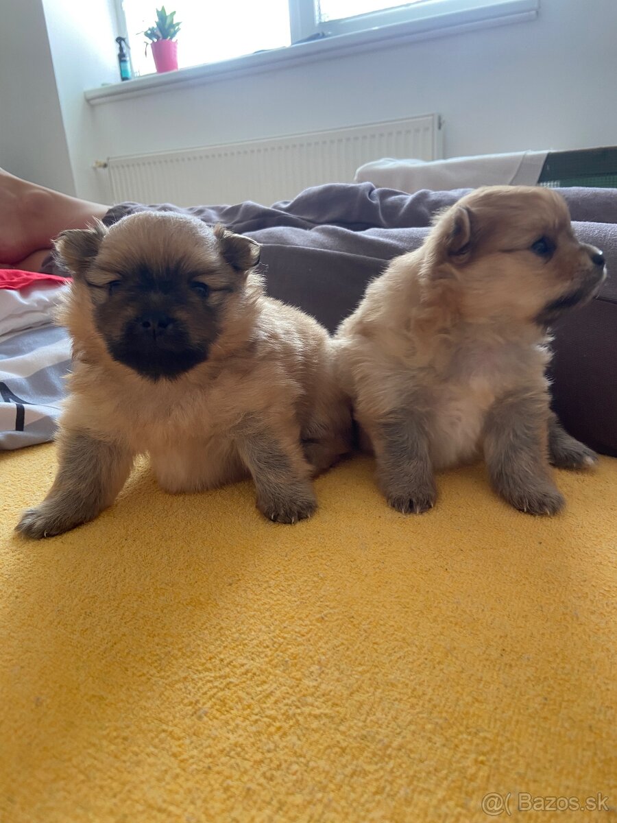 Pomeranian
