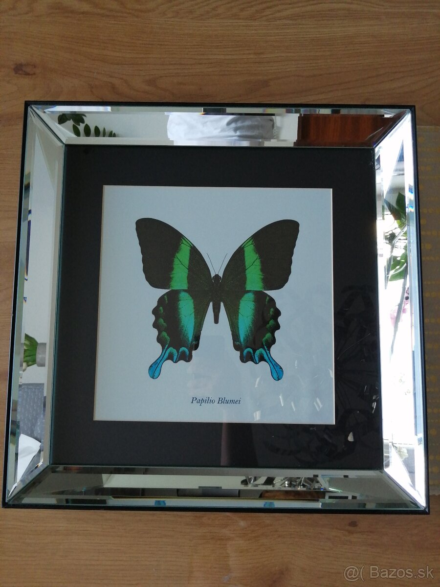 Obraz s motýľom Papilio Blumei