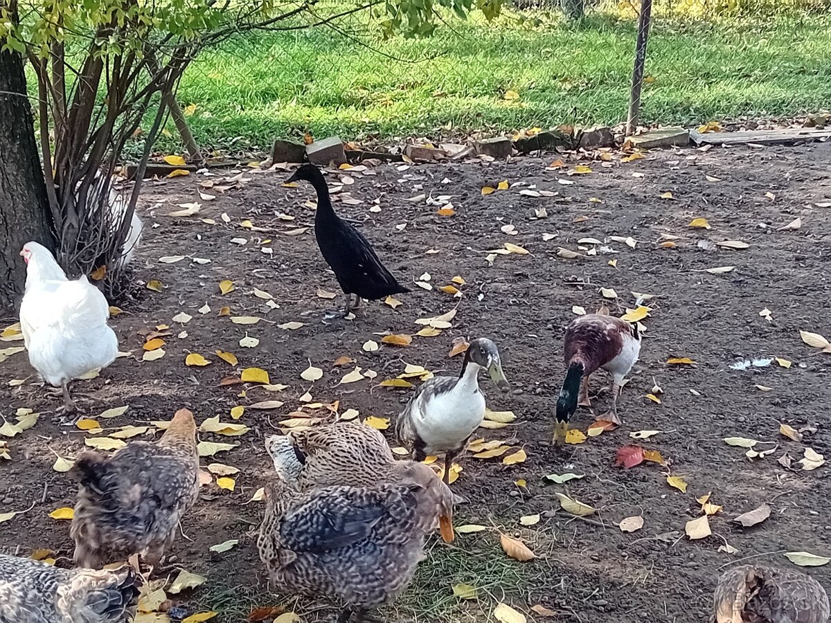 Predám indické bežce