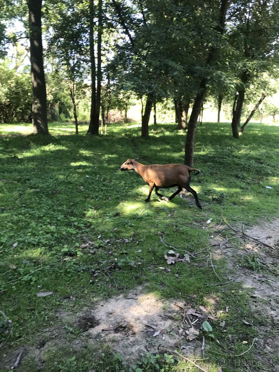 Predám kamerunské ovce