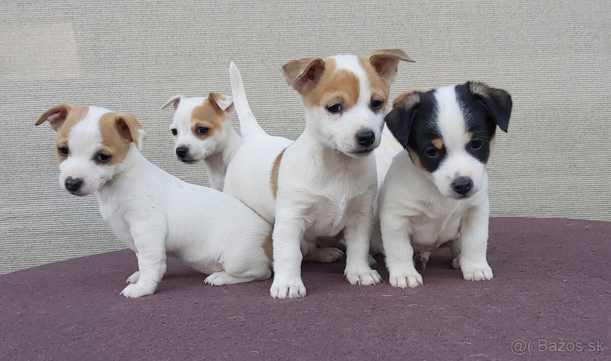 Jack Russell Terier šteniatka
