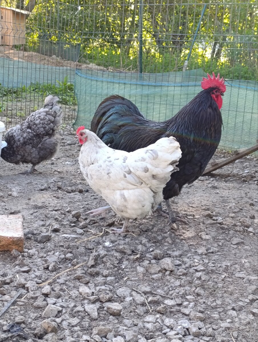 Nasadove vajicka australorpk