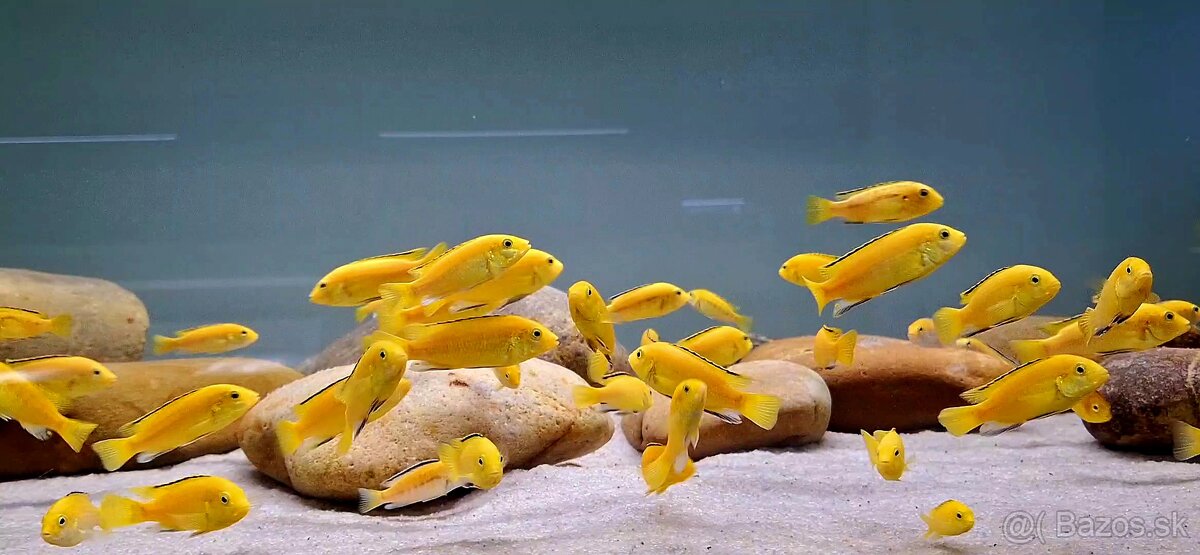 Labidochromis caeruleus yellow kakusa