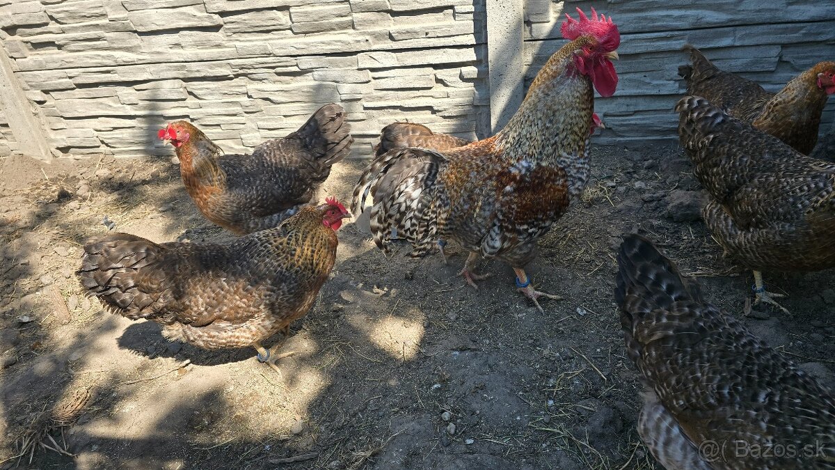Nasadove vajca Bielefeldka