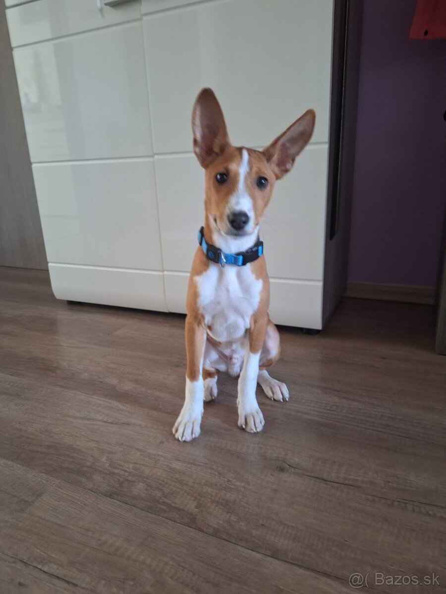 Basenji 3 mesacne steniatko