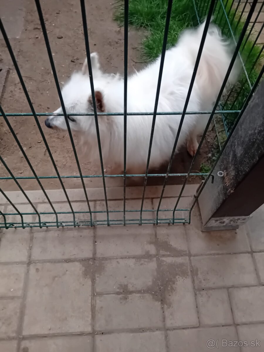 Darujem psíka