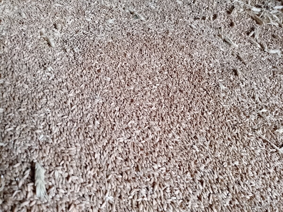 Tritikal