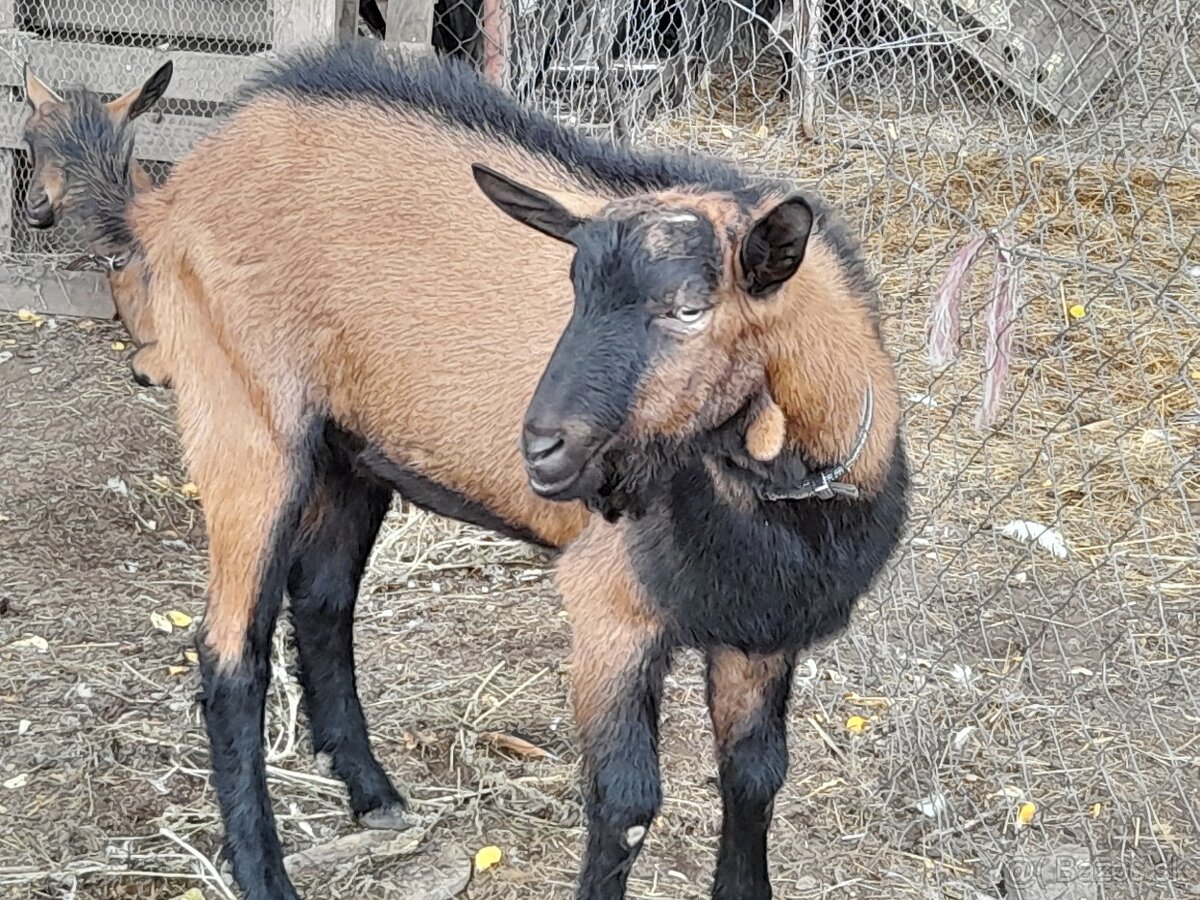 Pripúšťanie s čistokrvným alpinskỳm capom