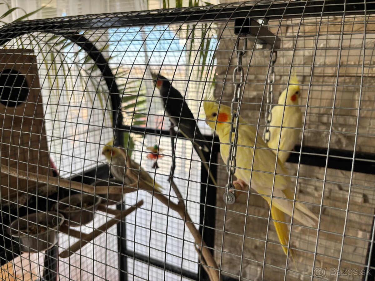 Korely s klietkou