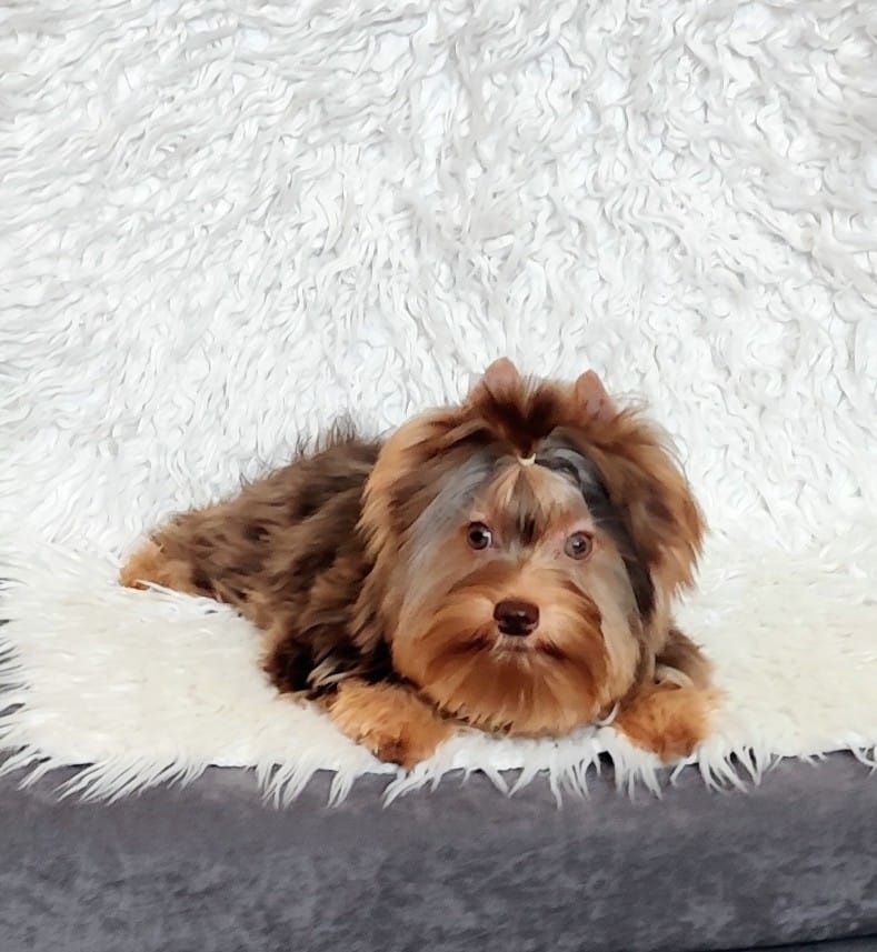 Yorkshire teriér s PP, Jorkšírský teriér s PP, York