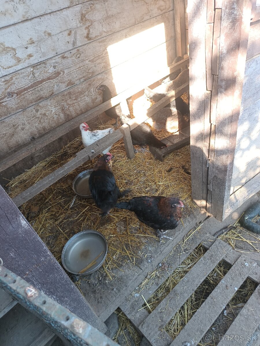 Kohuty čistokrvne marans