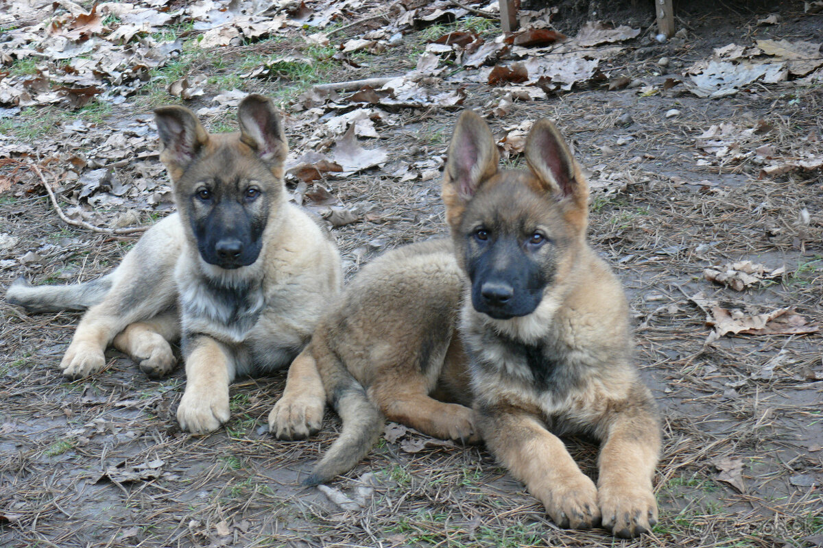 Šteniatka Nemeckého ovčiaka s PP- pracovné