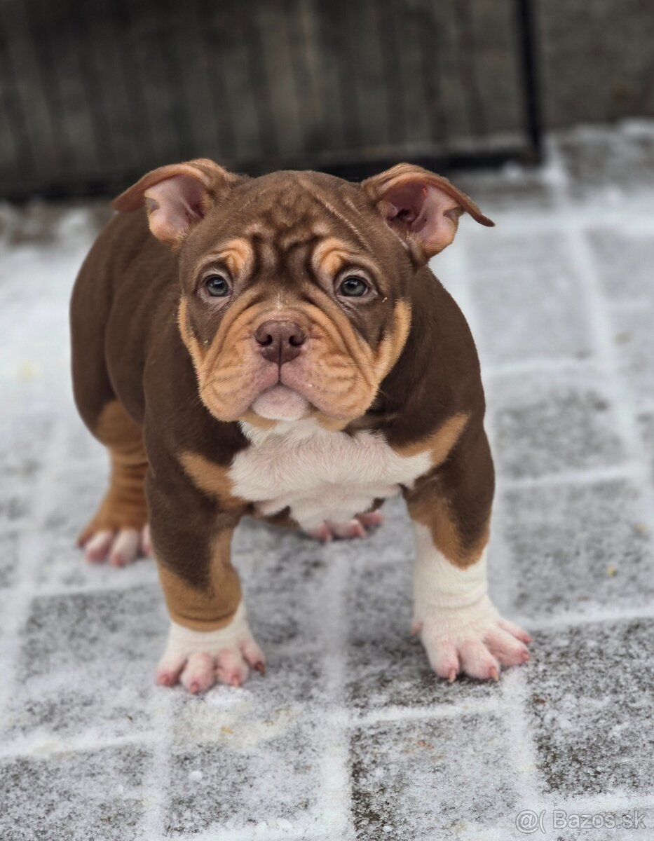 American Bully štandard