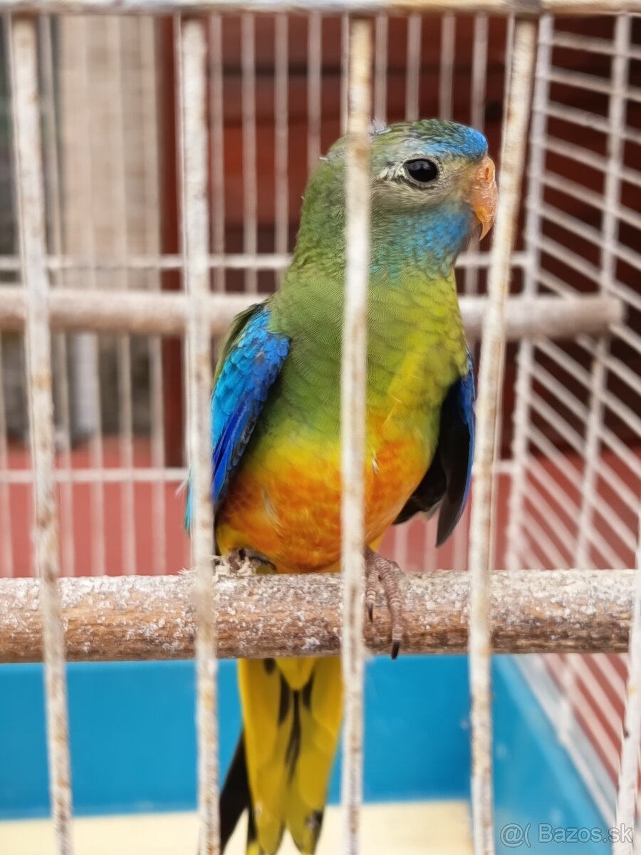 Neoféma modrohlavá