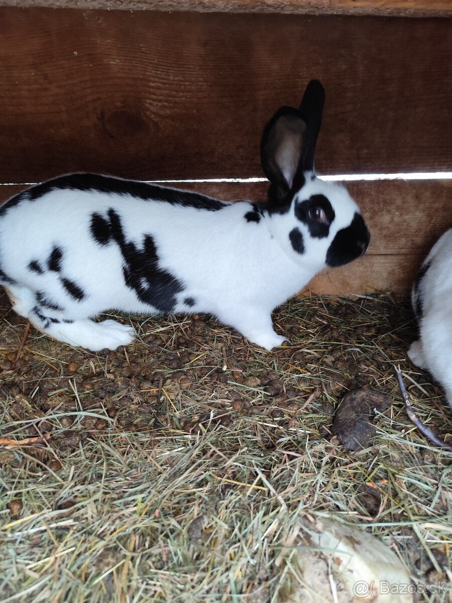 Králik domáci samicka
