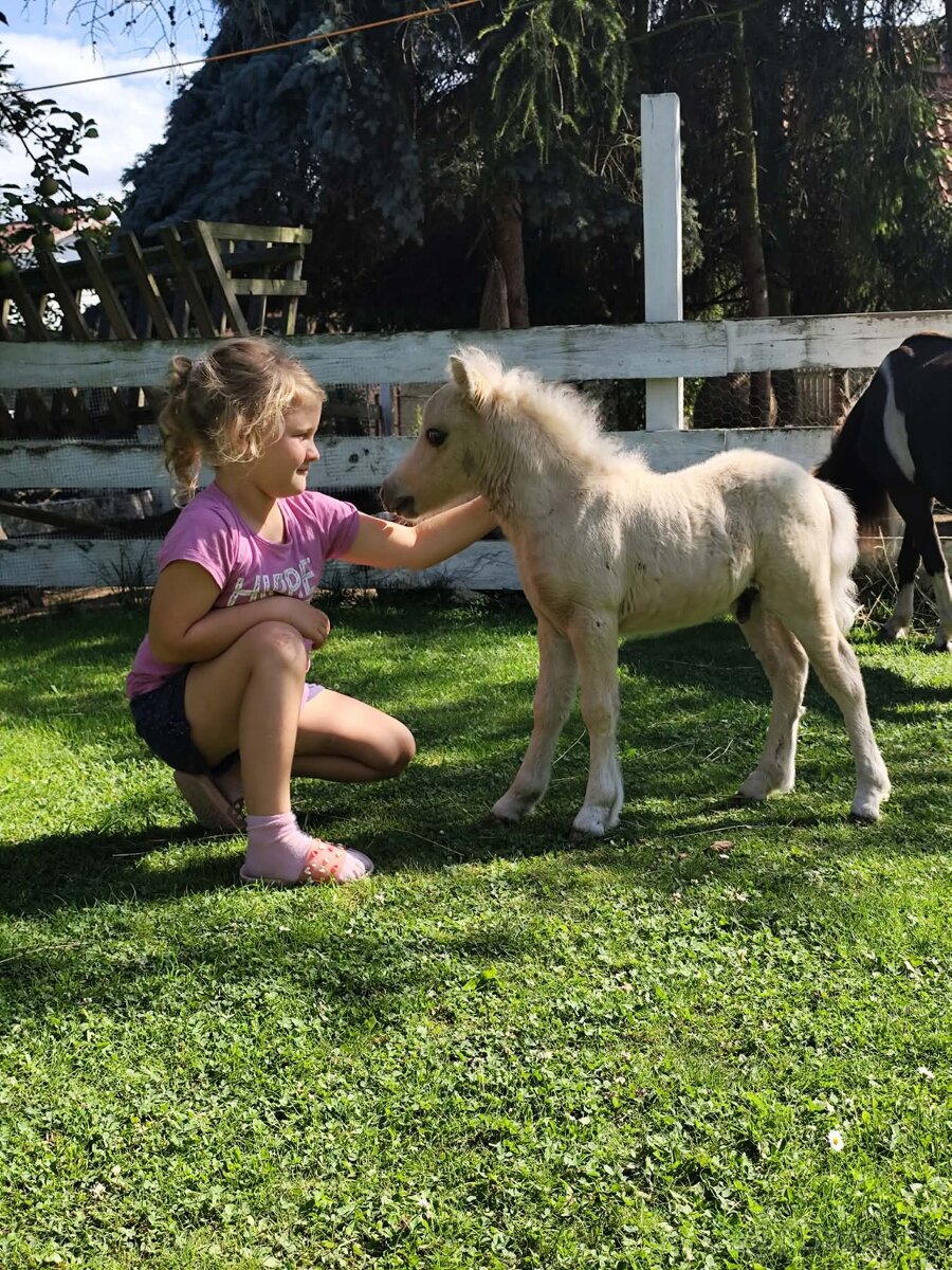 Americký miniaturní kůň - minihorse