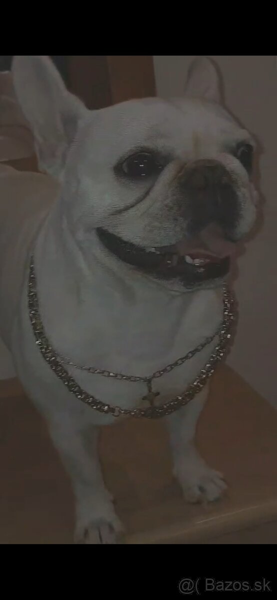 Francúzsky Buldoček