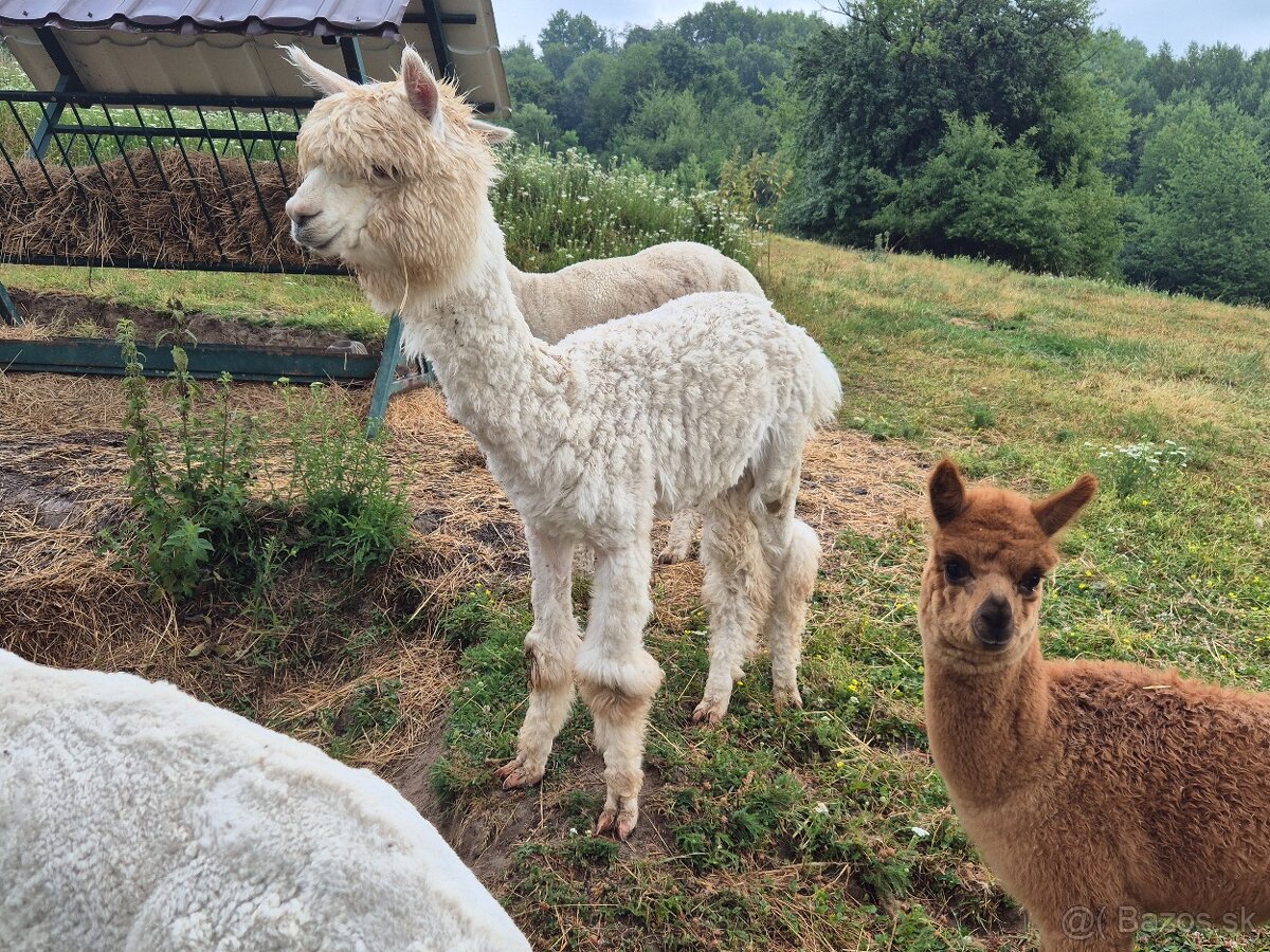 Lama alpaka