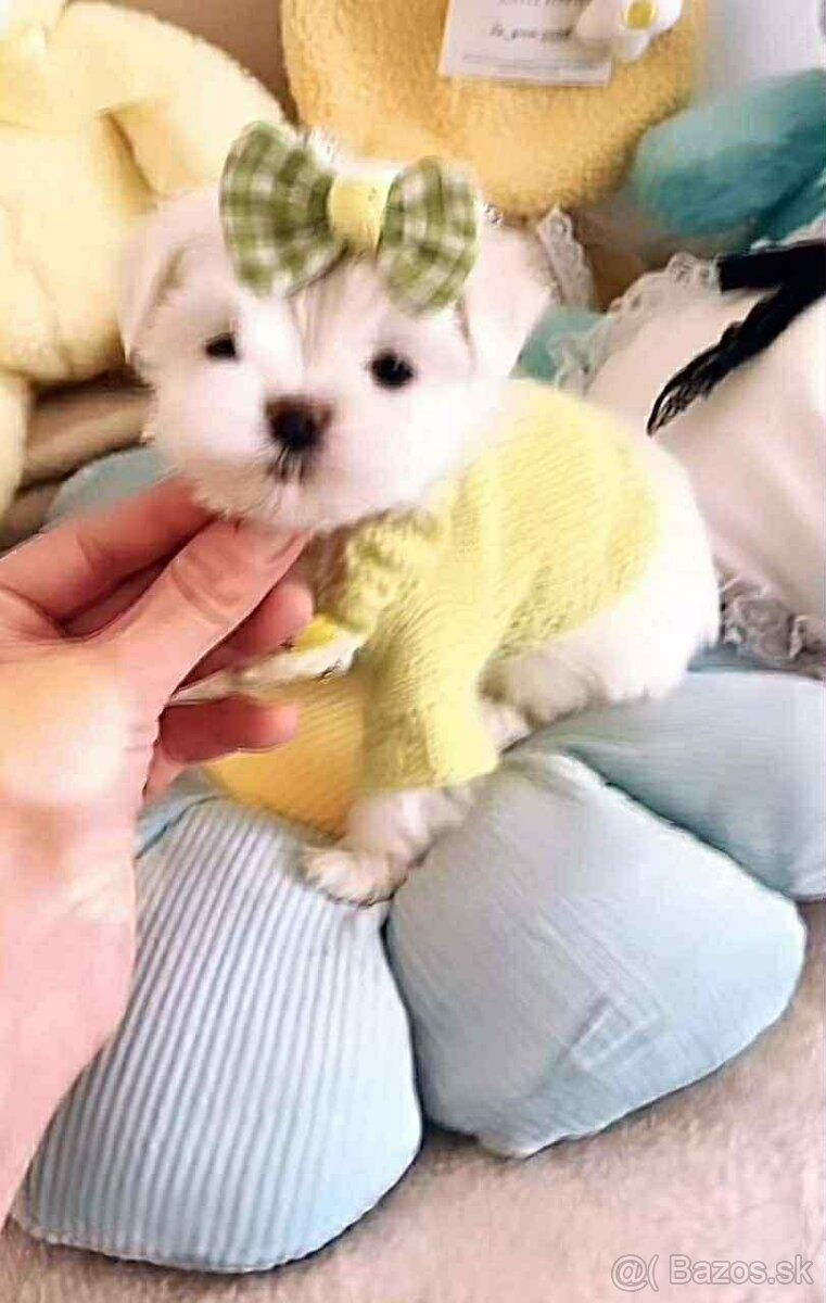 Mini Maltezák