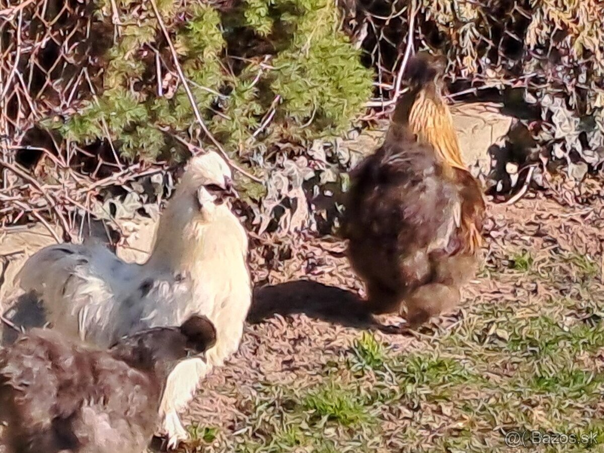 hodvábnička - kohút 2025