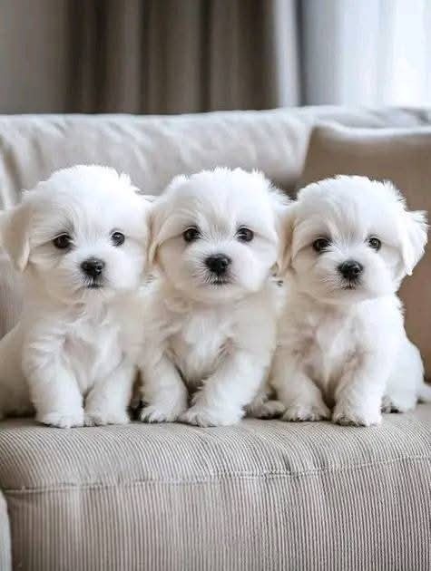 Maltezak, mini maltezak