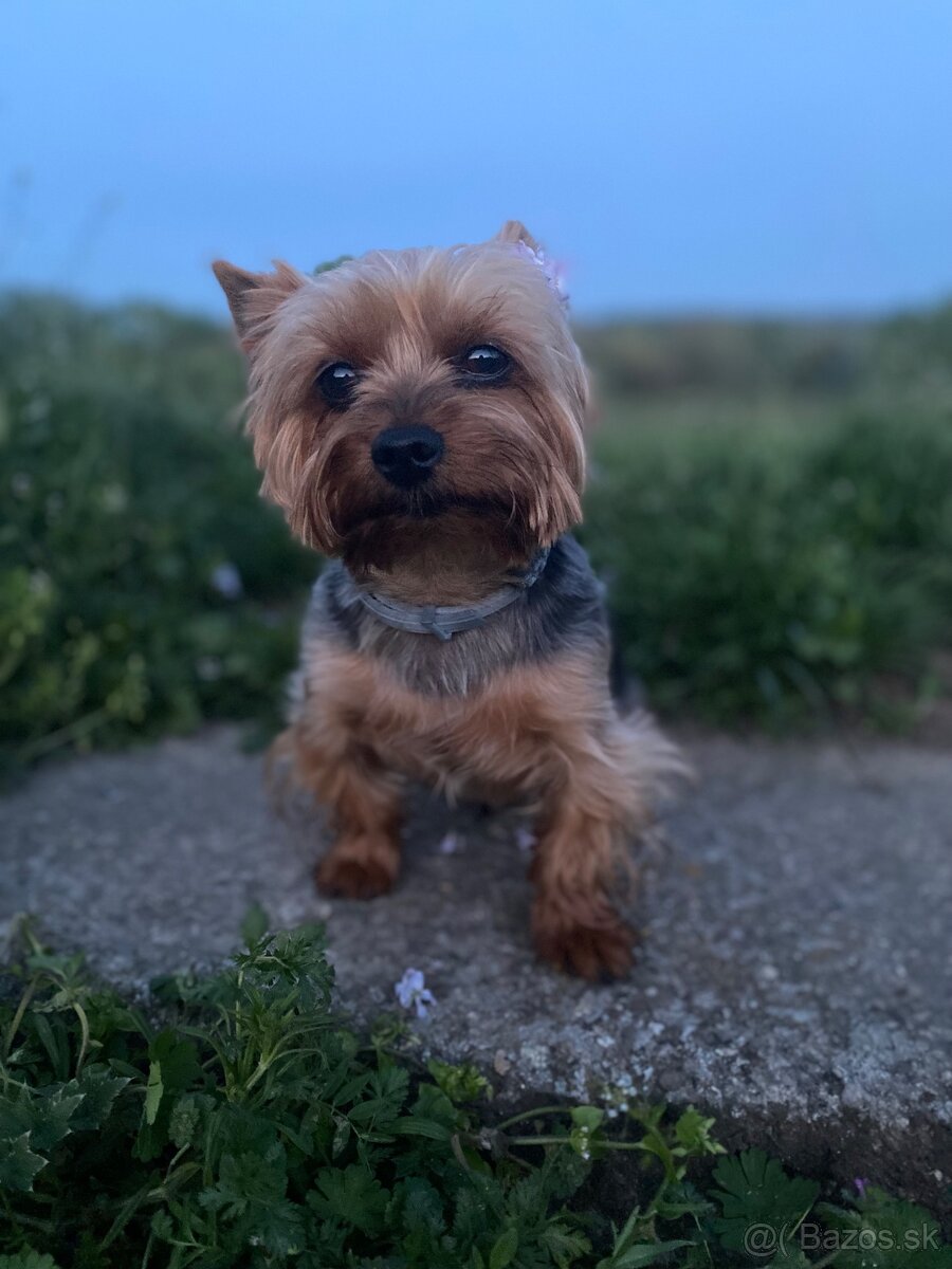 yorkshire terrier - krytie