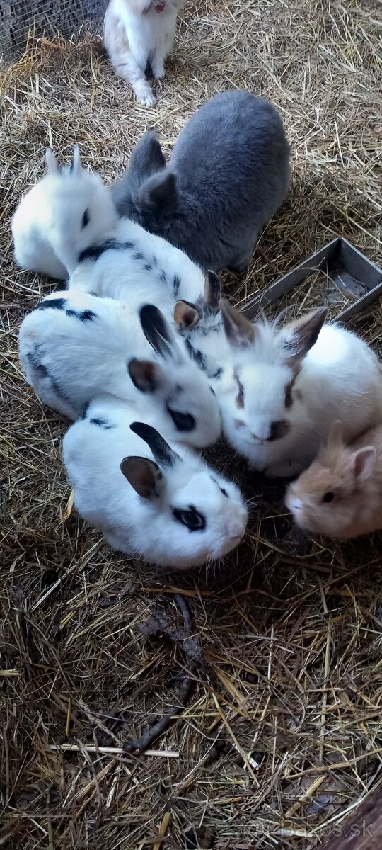 Zakrslý králik,  zajac, zajace,