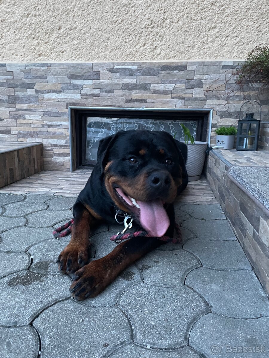 Rottweiler Rotvajler RTW krytie