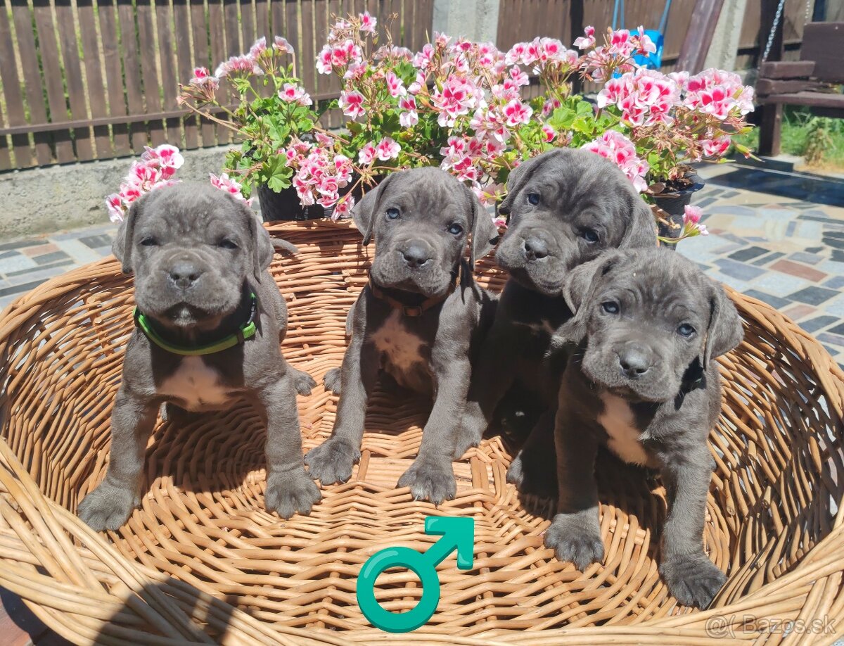 cane corso šteniatka