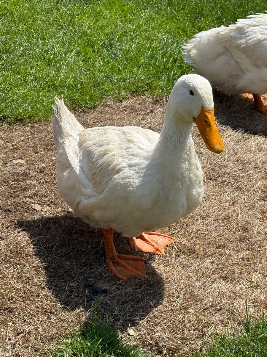 Predám Kačice na výkrm alebo do chovu.