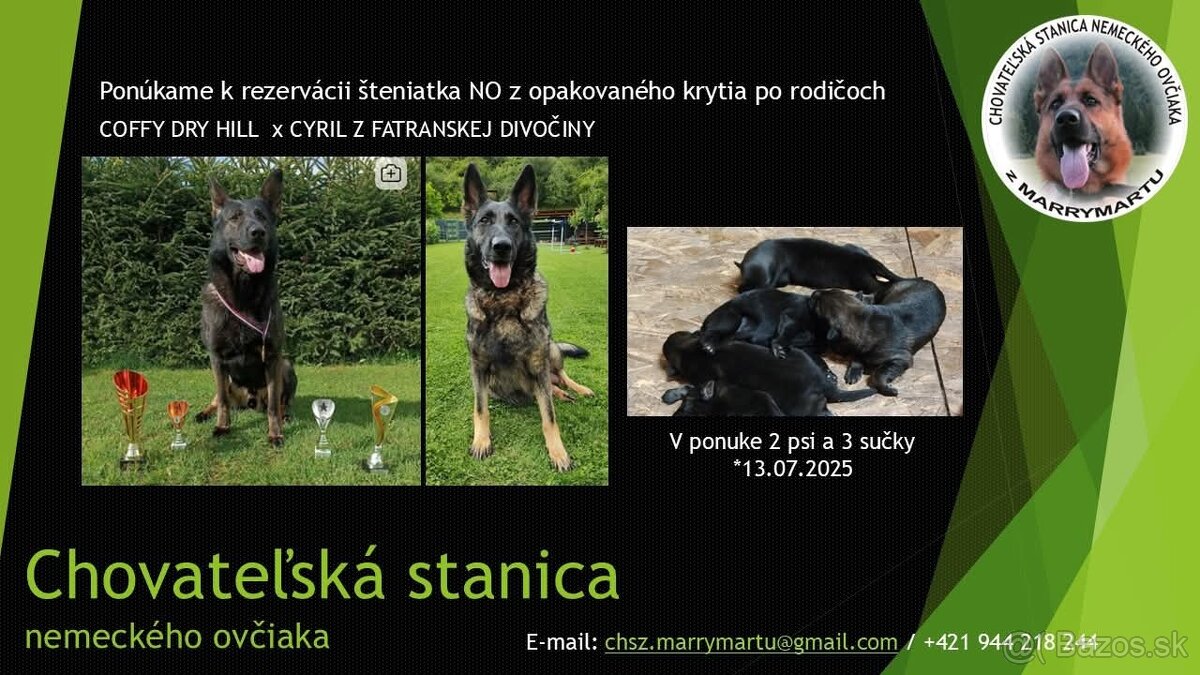 Šteniatka nemeckého ovčiaka s PP