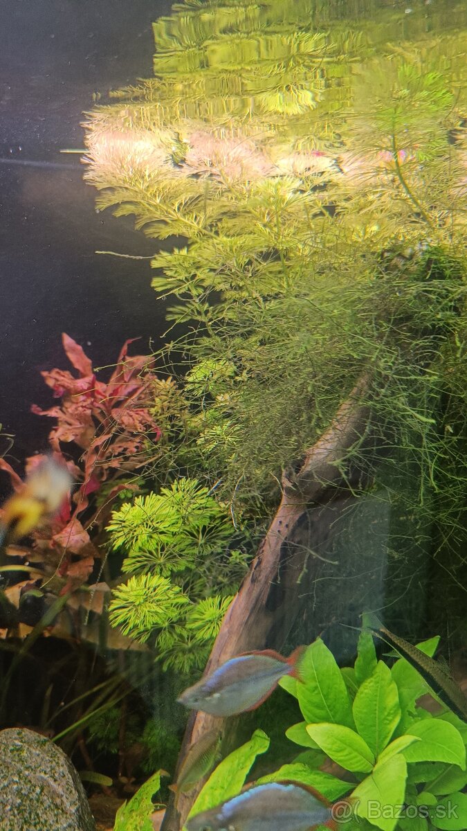 Prestrih rastlín do akvária a akvarijny mach